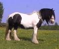 konik flakati1.jpg