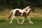 konik flakati588.jpg