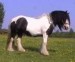 konik flakati1.jpg
