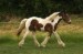 konik flakati588.jpg